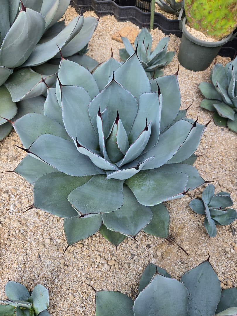 【期間限定10月22日まで】パリートランカータ大株　輸入株