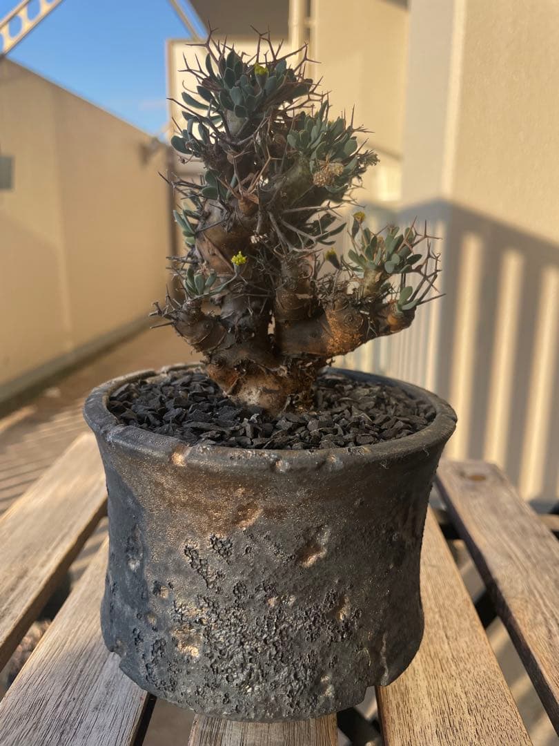 オトンナ　ユーフォルビオイデス　実生　池田佐一郎　作家鉢　3寸　冬型塊根　黒肌