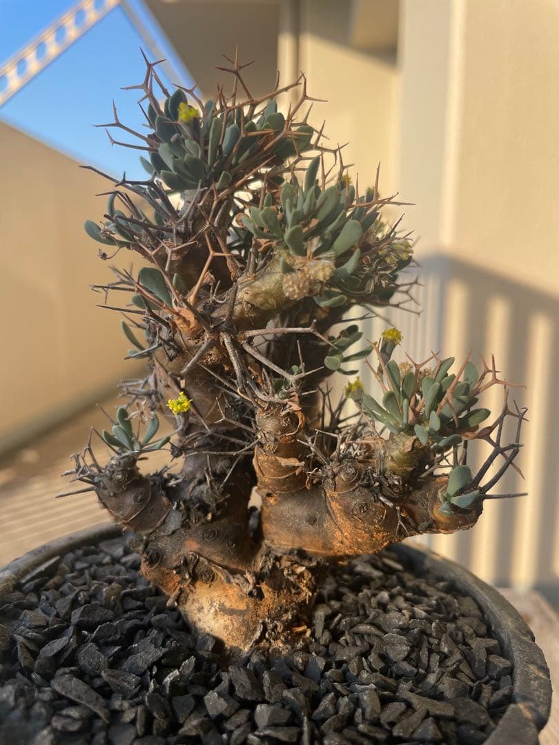 オトンナ　ユーフォルビオイデス　実生　池田佐一郎　作家鉢　3寸　冬型塊根　黒肌