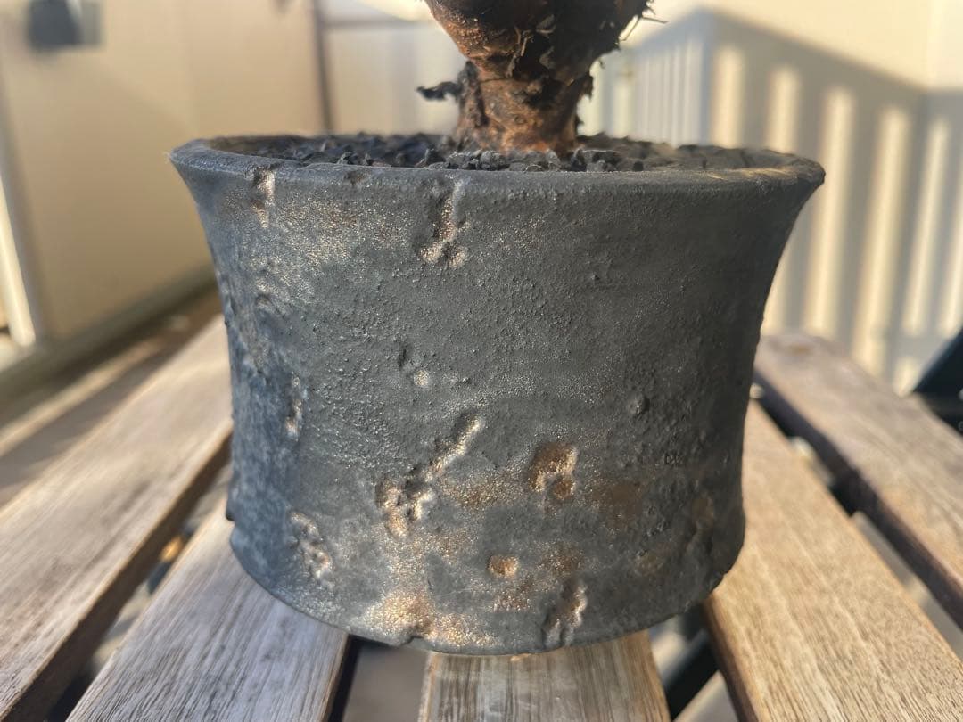 オトンナ　ユーフォルビオイデス　実生　池田佐一郎　作家鉢　3寸　冬型塊根　黒肌