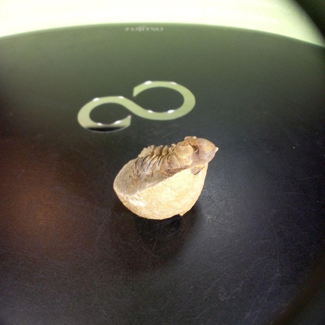 三葉虫　化石　fossil　ボリビア産　trilobite　海生動物個体④