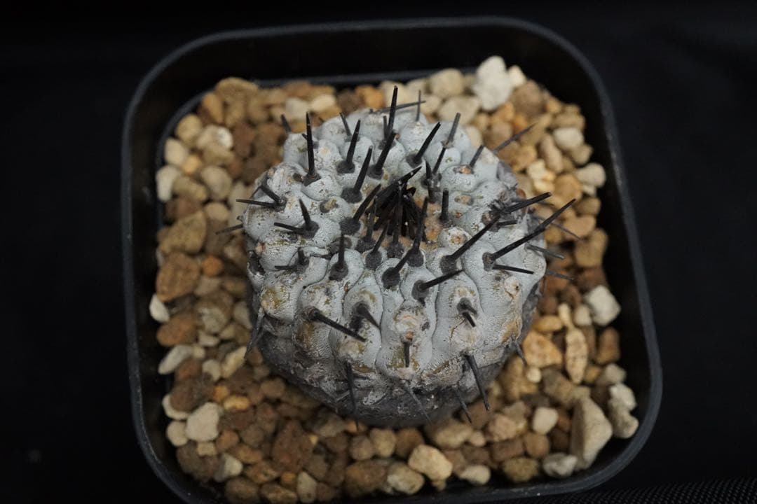4 発根済み 孤竜丸 コピアポア シネレア コルムナアルバ copiapoa
