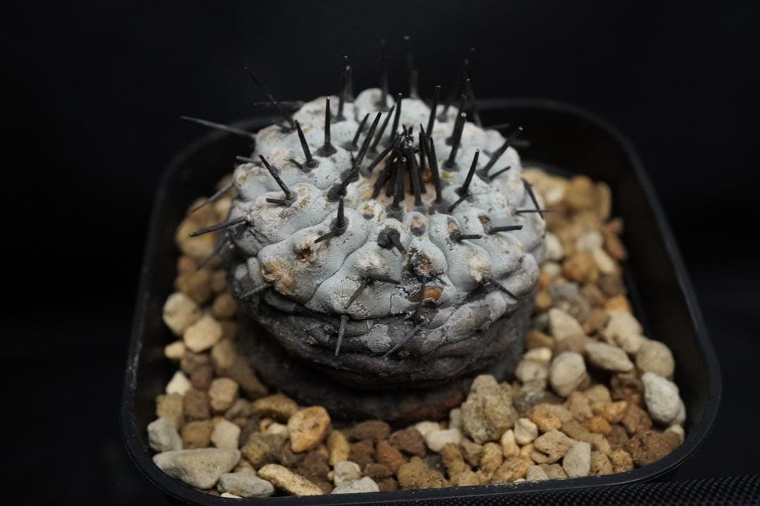 4 発根済み 孤竜丸 コピアポア シネレア コルムナアルバ copiapoa