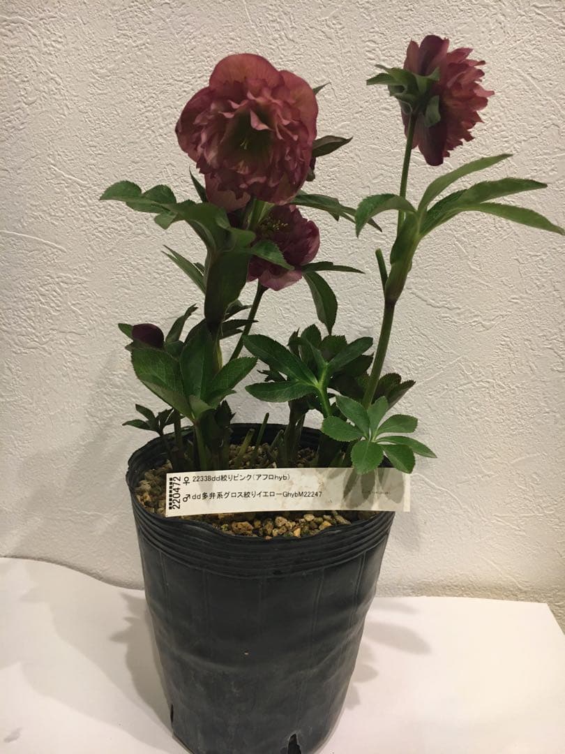 加藤園芸　クリスマスローズ　絞り交配　成熟株　現株発送