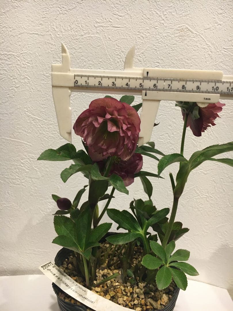 加藤園芸　クリスマスローズ　絞り交配　成熟株　現株発送