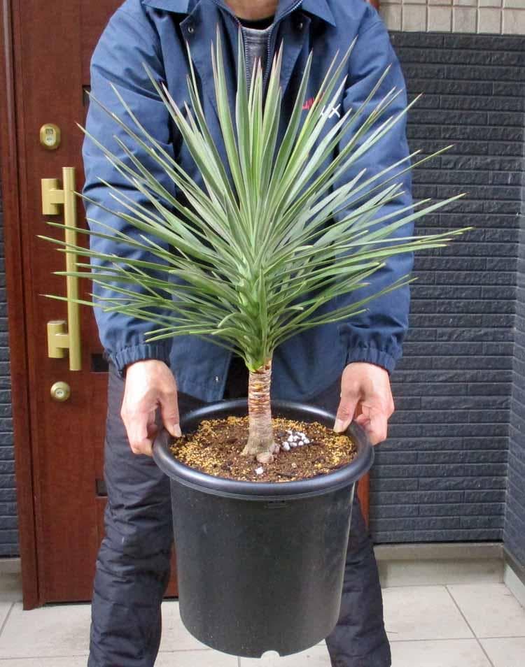 【現品】国内実生株　ユッカ・アロイフォリア　９号　Hお番