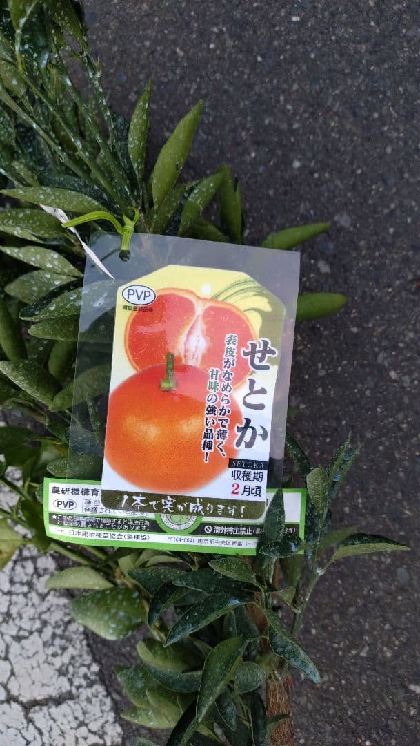 大人気企画！「せとか４年生」＆「石地苗木３年生」セット販売品！