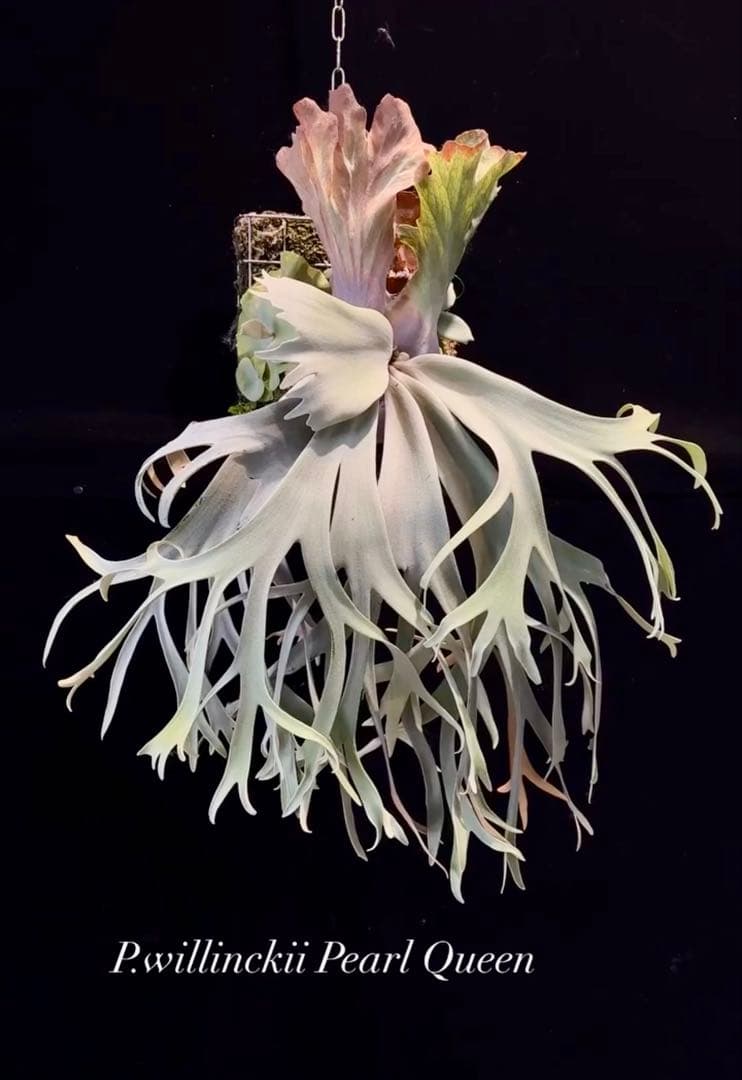 ビカクシダ P.willinckii Pearl Queen