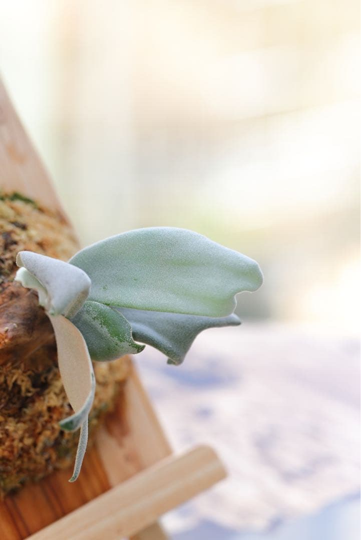 ビカクシダ P.willinckii Pearl Queen