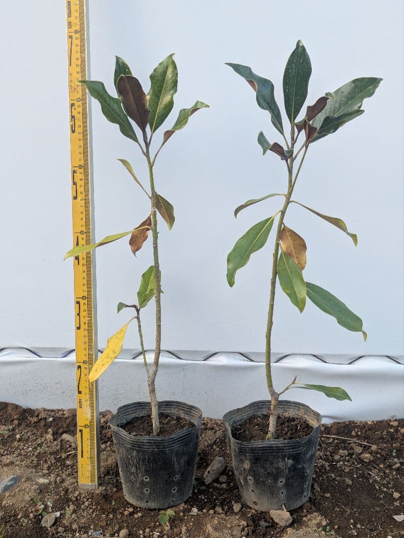 タイサンボク　ケイパレス