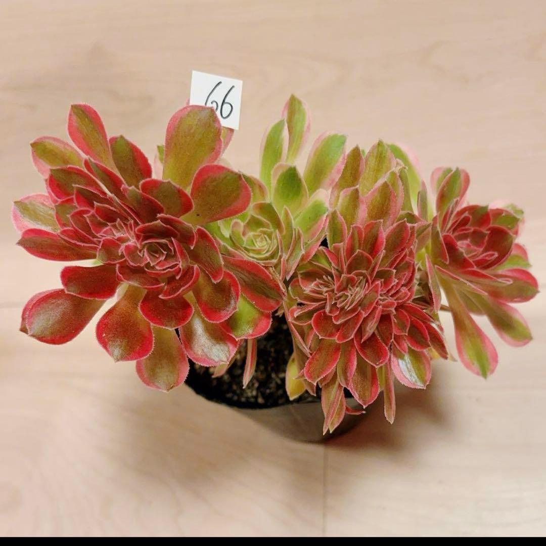66#多肉植物アエオニウム錦❤️ピンクウィッチセッカ❤️18cm 拔き苗