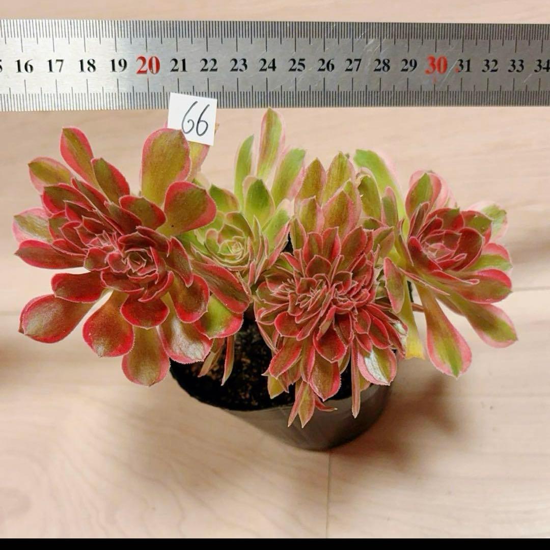 66#多肉植物アエオニウム錦❤️ピンクウィッチセッカ❤️18cm 拔き苗
