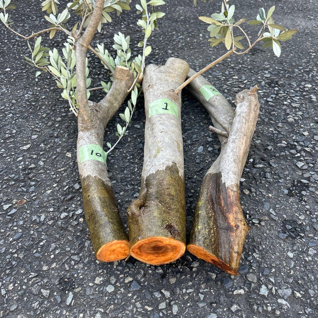 オリーブ　挿し木　挿木　太枝挿し木　枝　3本