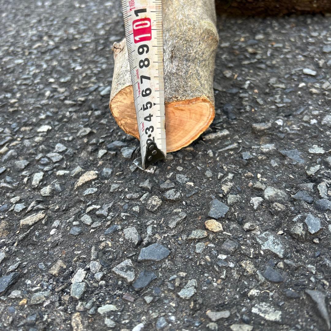 オリーブ　挿し木　挿木　太枝挿し木　枝　3本