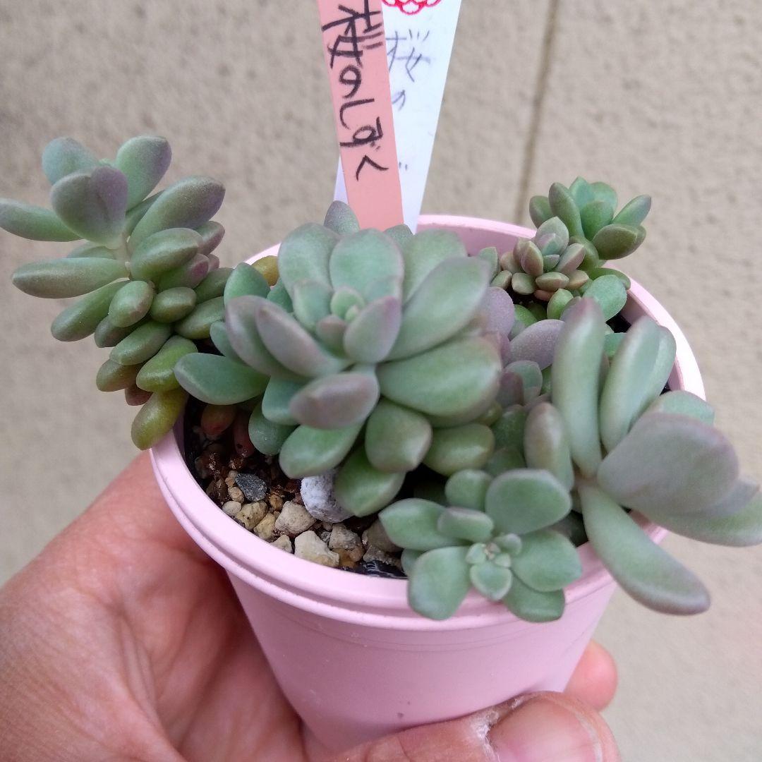 ⭐️桜のしずく⭐️ めでるさん 多肉 群生 抜き苗 寄せ植え ひなた多肉園
