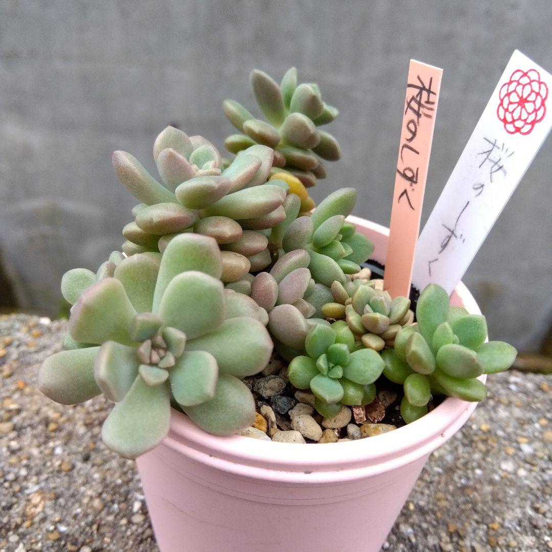 ⭐️桜のしずく⭐️ めでるさん 多肉 群生 抜き苗 寄せ植え ひなた多肉園