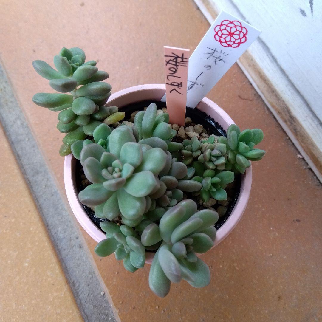 ⭐️桜のしずく⭐️ めでるさん 多肉 群生 抜き苗 寄せ植え ひなた多肉園