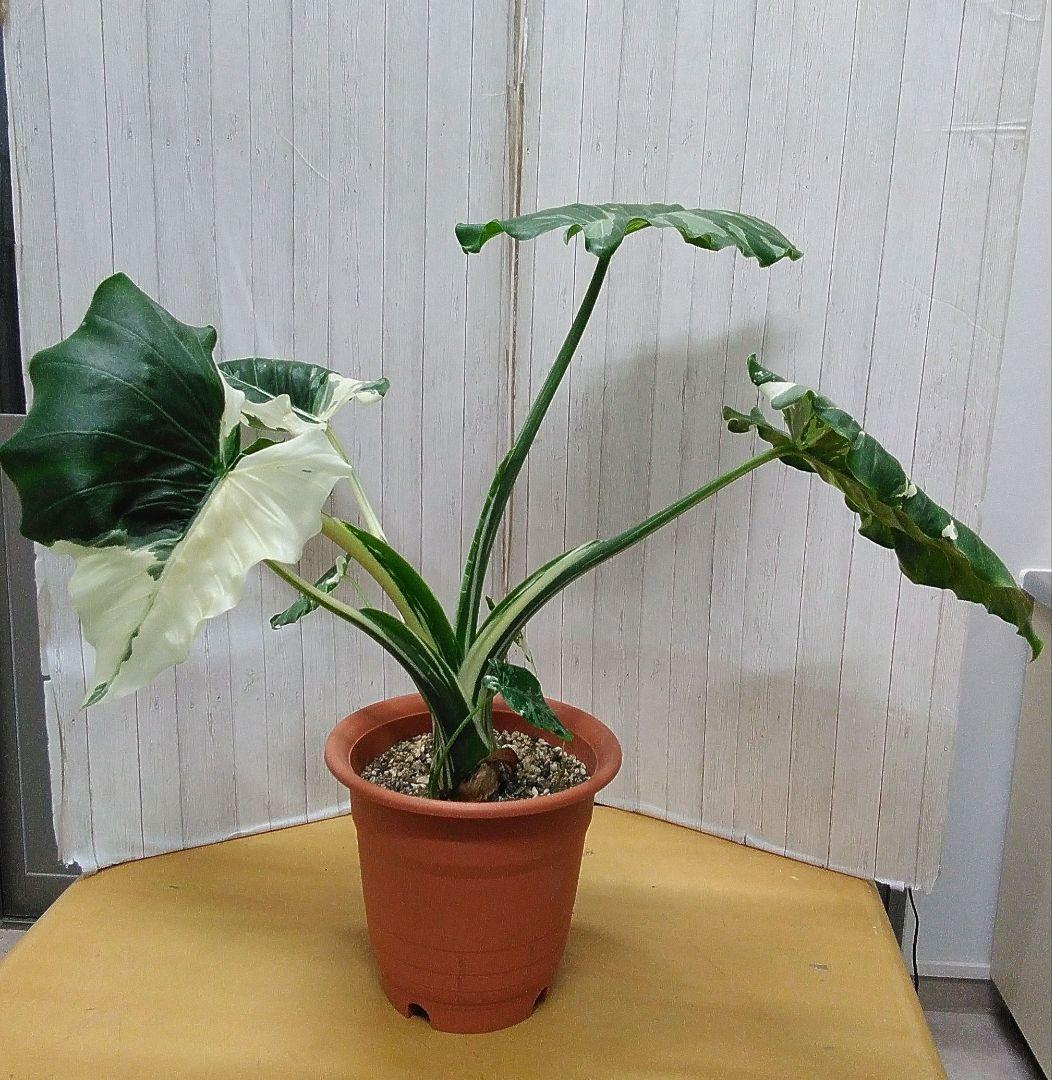 現品　斑入りクワズイモ　７号鉢