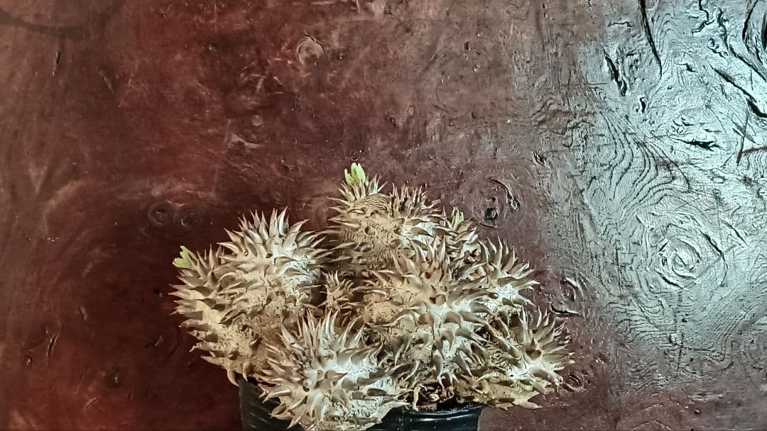 パキポディウム　デンシカウレ　恵比寿大黒　実生7年