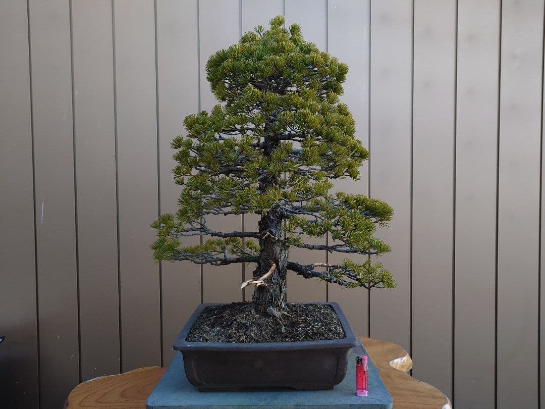 盆栽　五葉松　樹高70cm