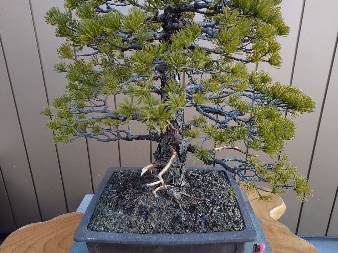 盆栽　五葉松　樹高70cm