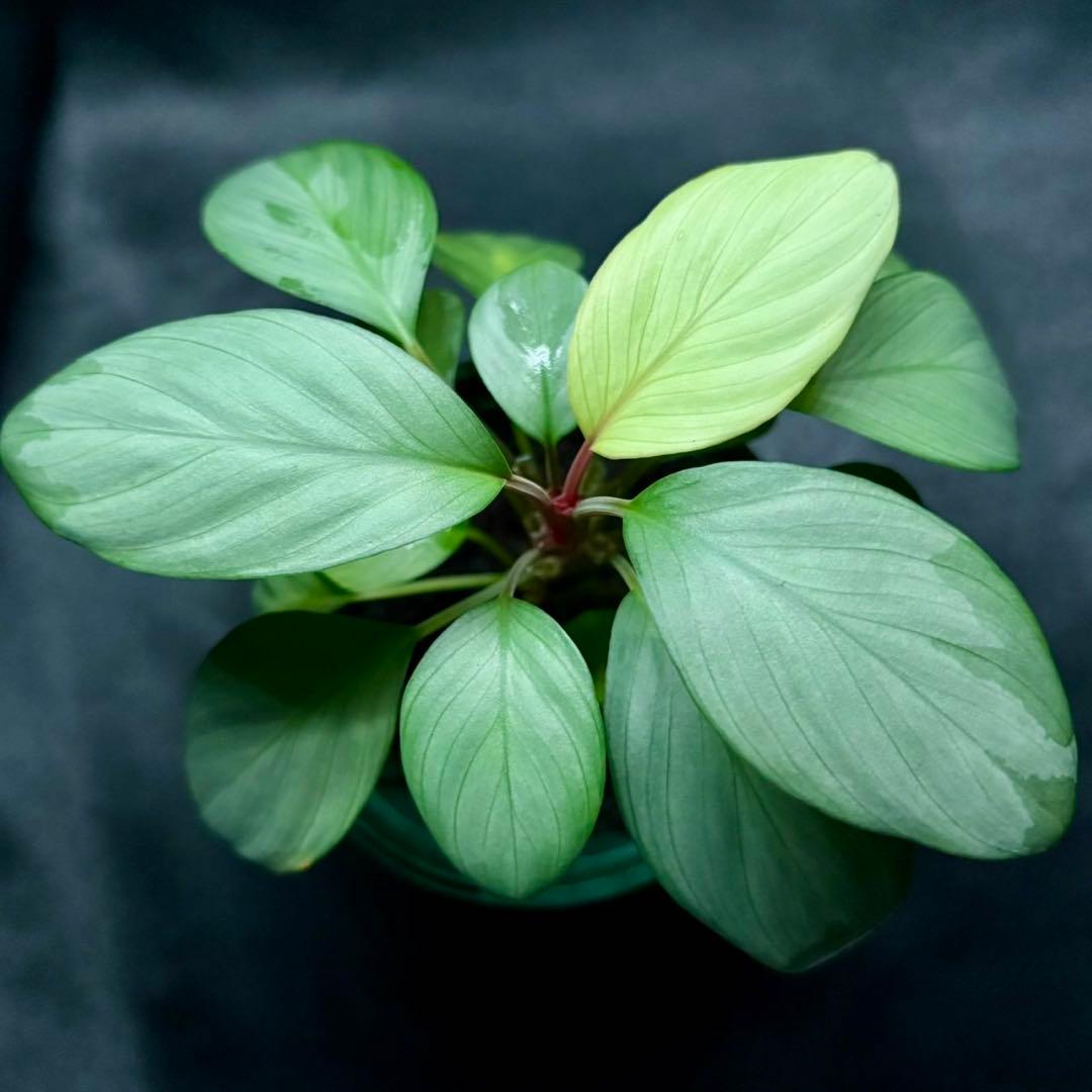 ホマロメナ sp. アチェシルバー