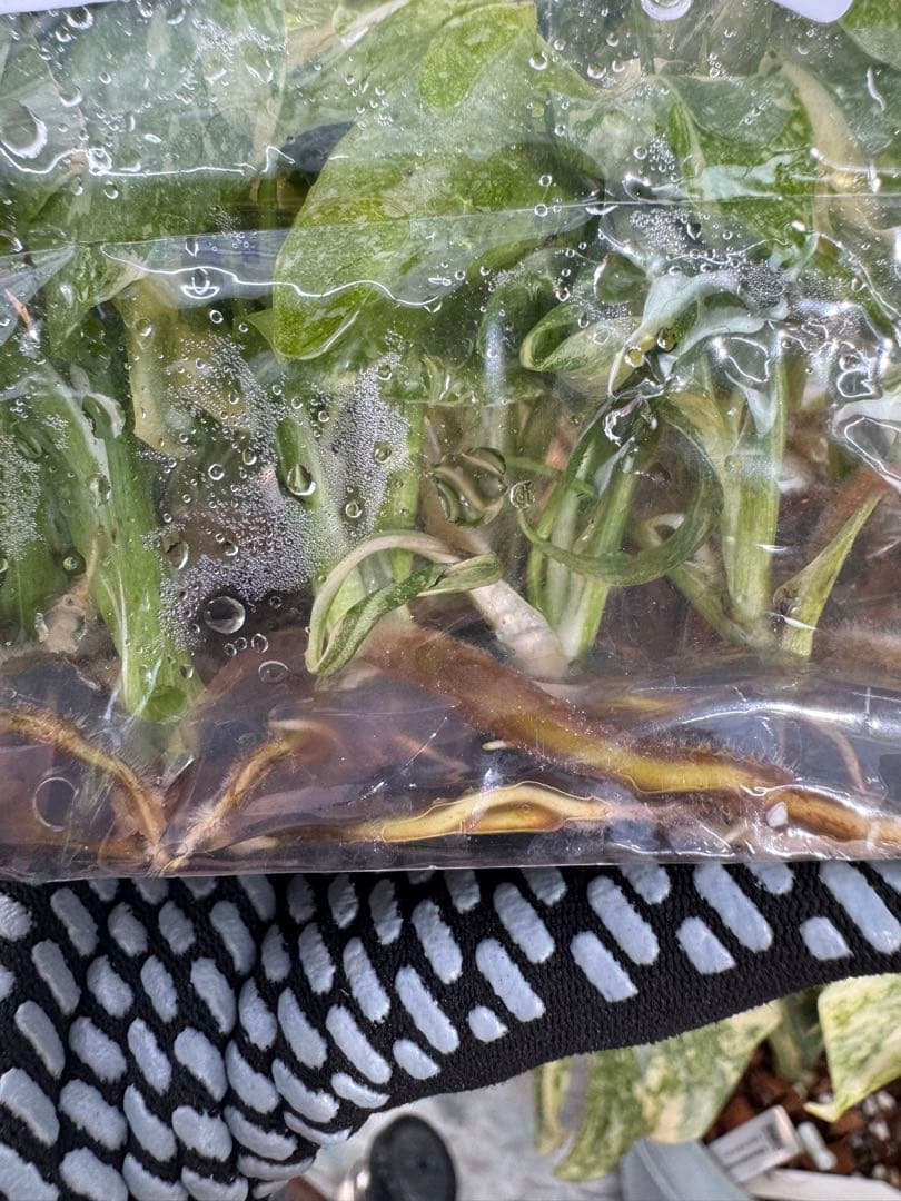 2モンステラ　タイコンステレーション　美斑入り　組織培養苗　30株まとめ