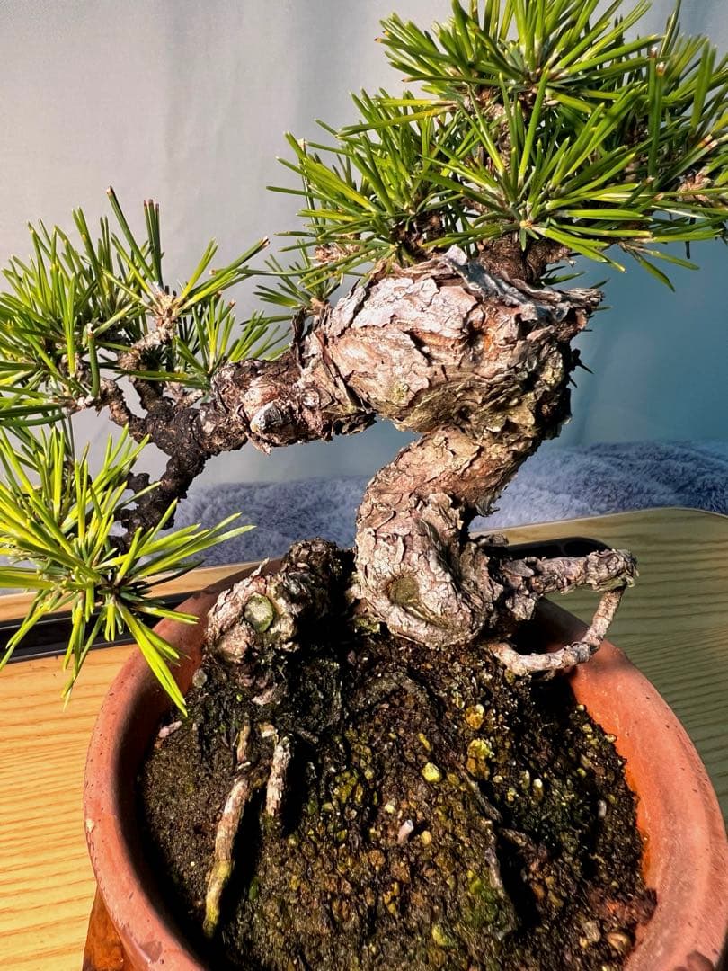 黒松　古木　変わり木