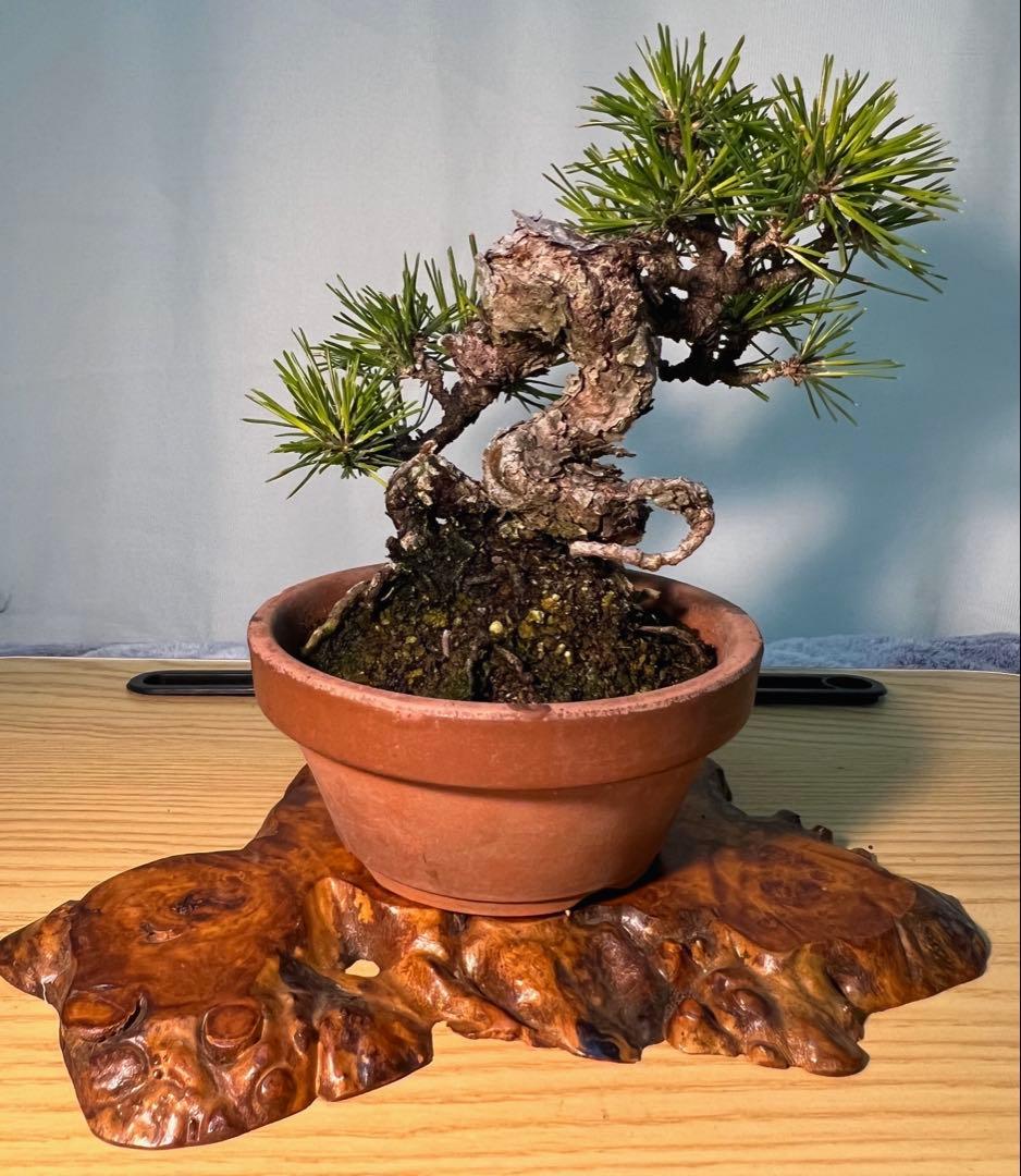 黒松　古木　変わり木