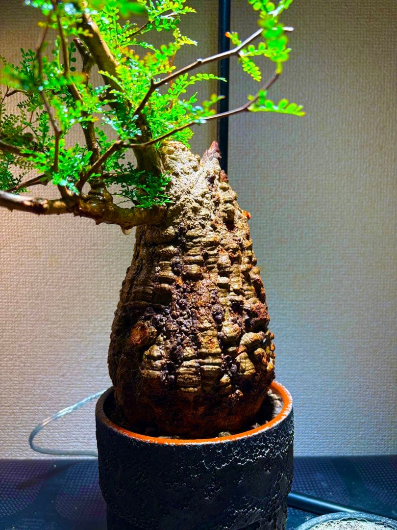 【zimax】オペルクリカリア・パキプス コレクション株