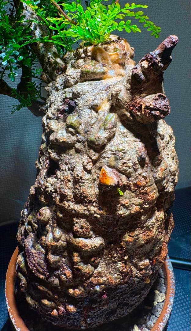 【zimax】オペルクリカリア・パキプス コレクション株