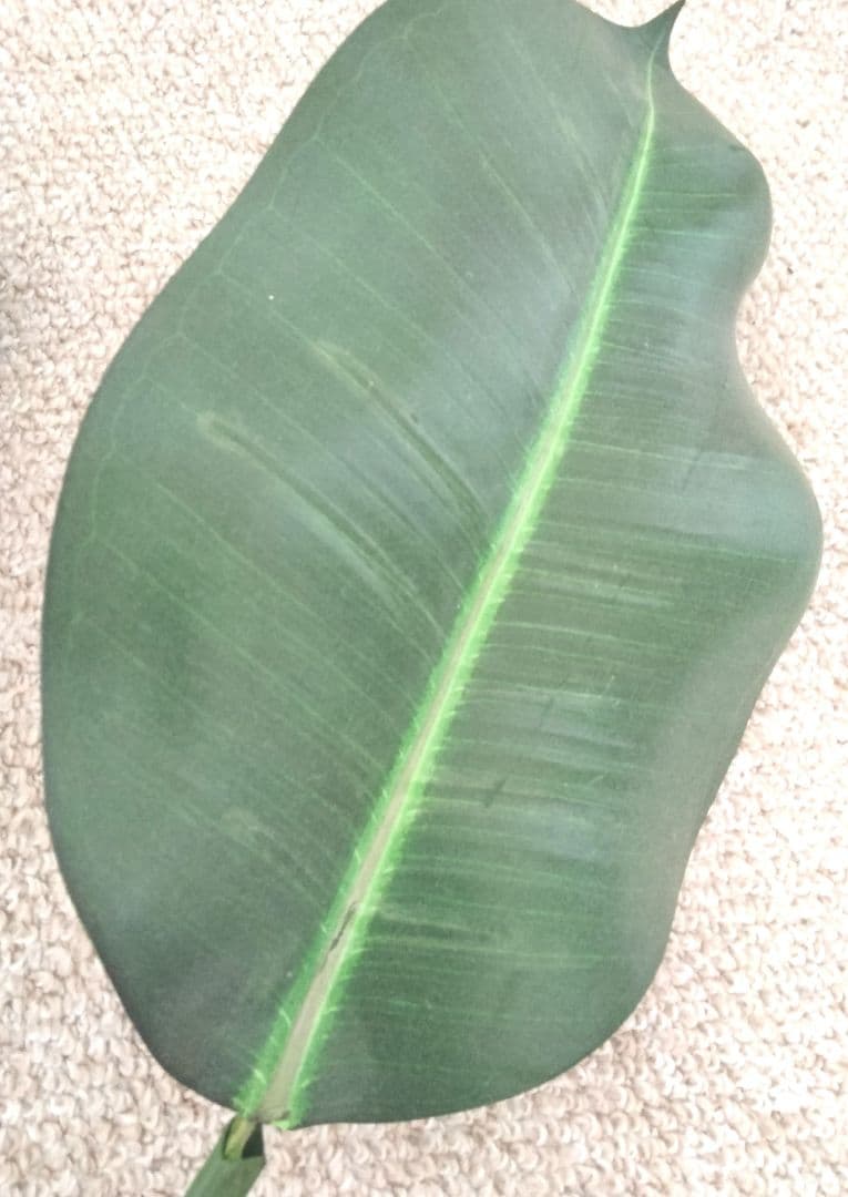 ★Hiroass★asian interior ★Glass＆Flowerset