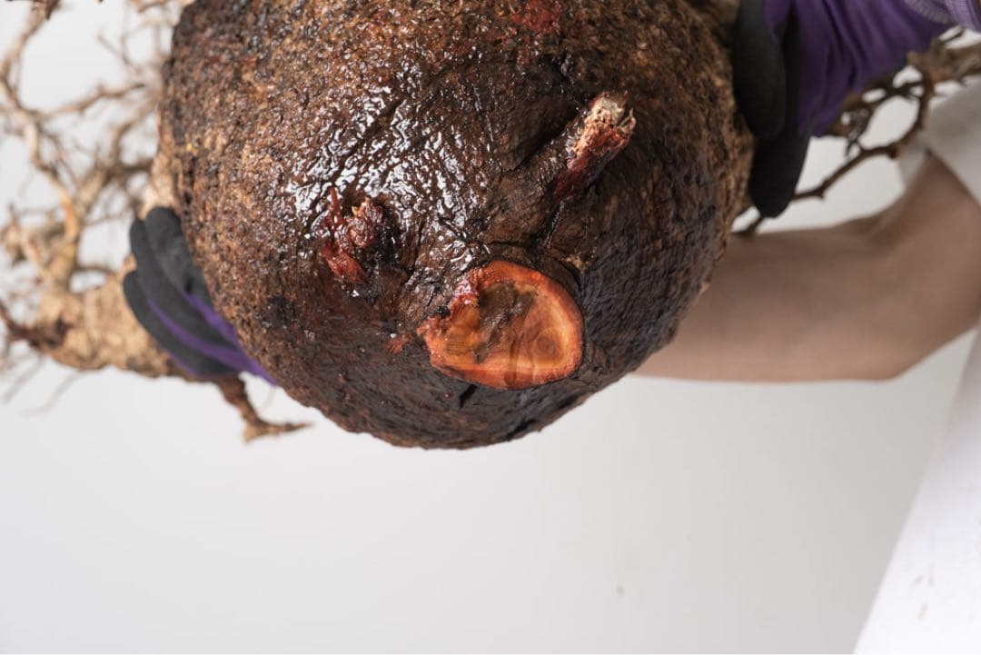 CP112 オペルクリカリア パキプス ベアルート株