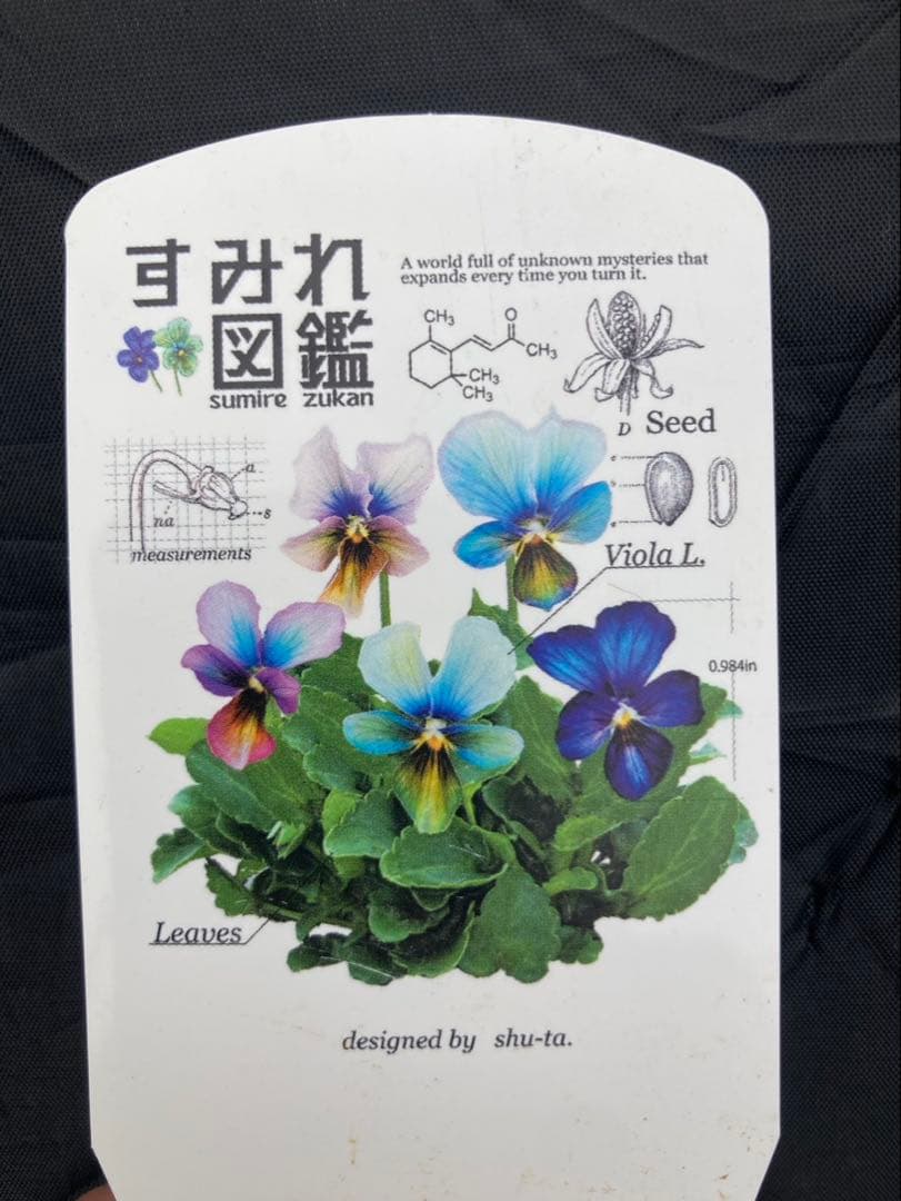 中*事様 すみれ図鑑　ビオラ　⑪ 色変化　一苗　濃い緑青