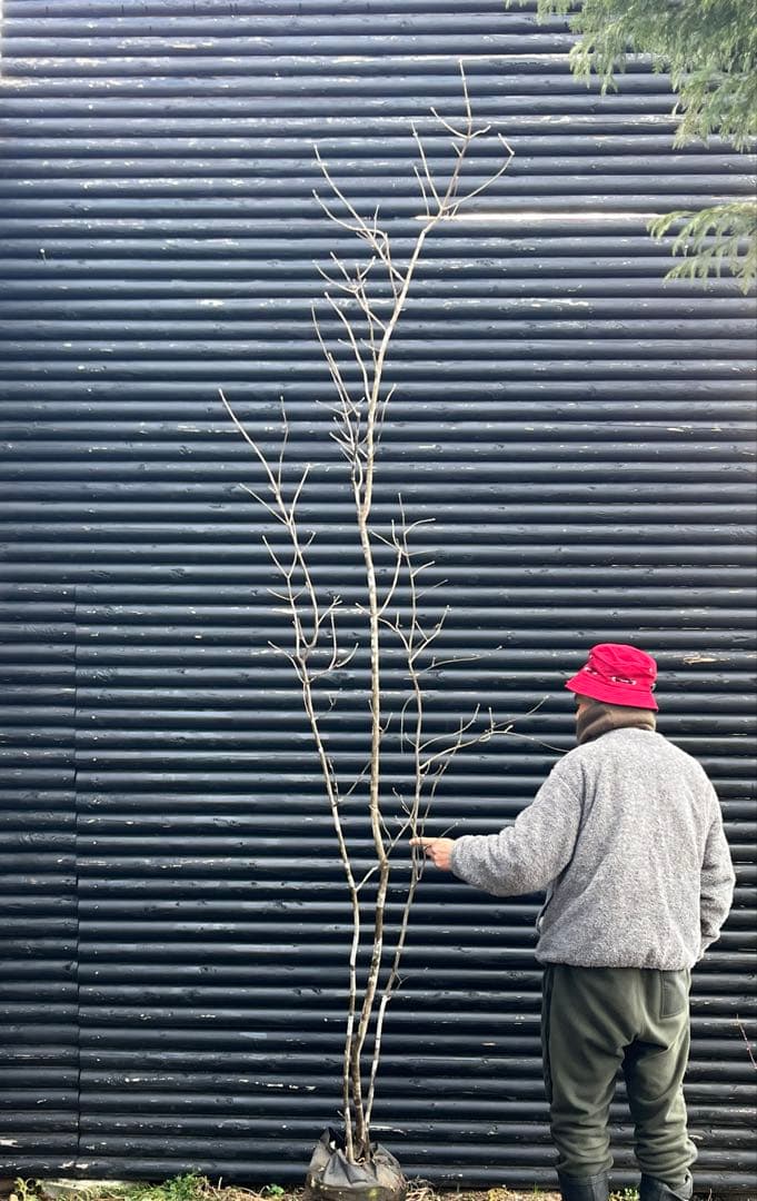 山採り天然　アオダモ　３本株立ち　2