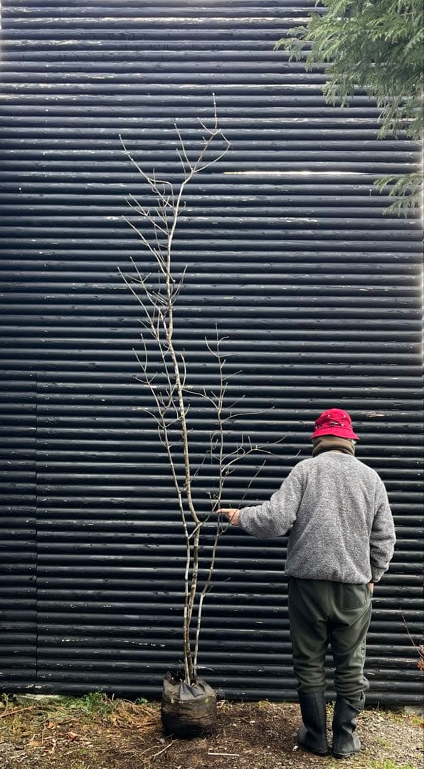 山採り天然　アオダモ　３本株立ち　2