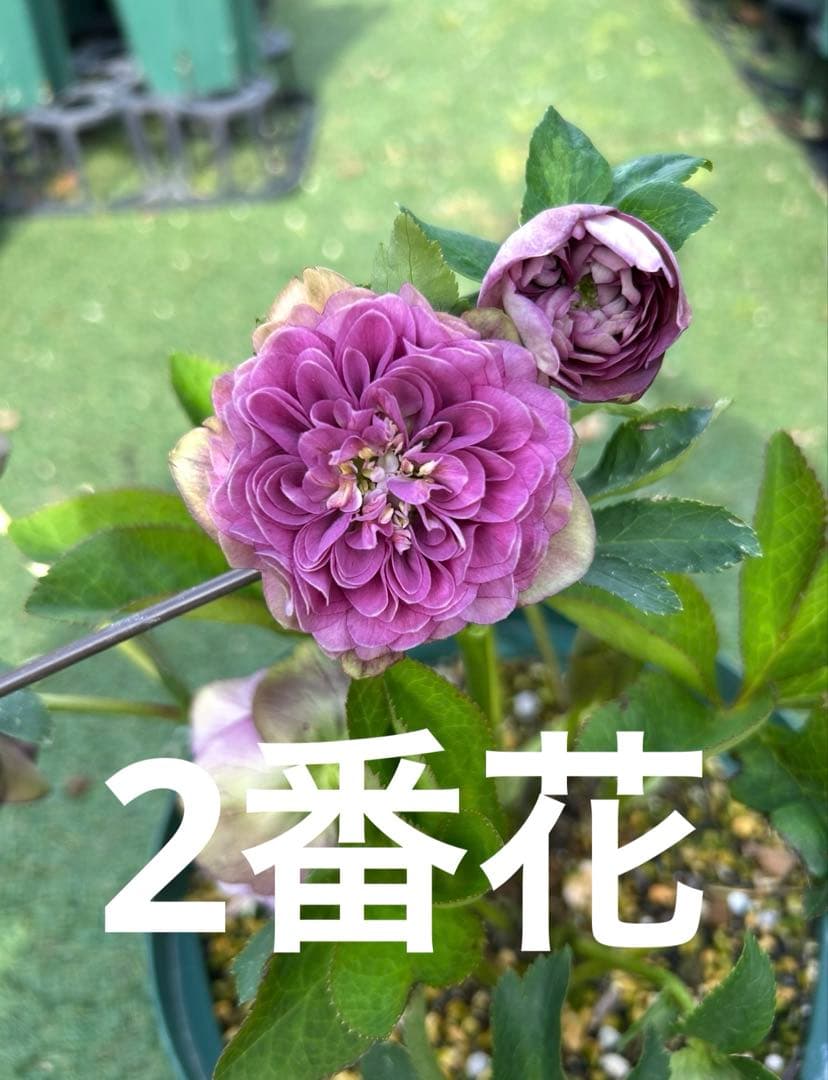 m*i様 多弁クリスマスローズ　株分苗