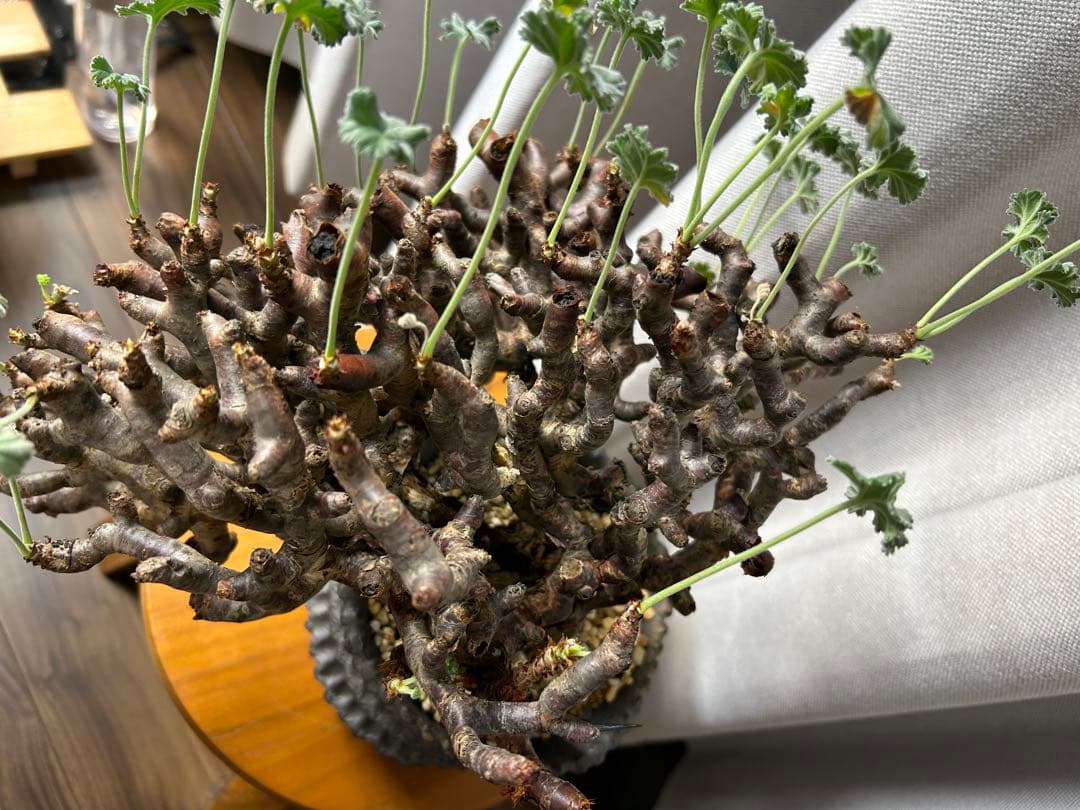 超良型ペラルゴニウムミラビレ パキポディウム 現地球 発根済パキプス陶器鉢