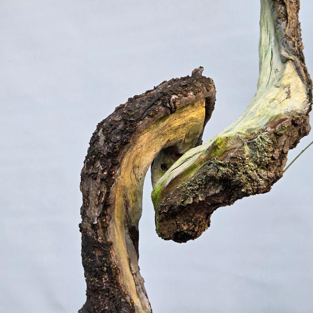 野梅　(白花一重)　[文人風木]　梅　大品盆栽