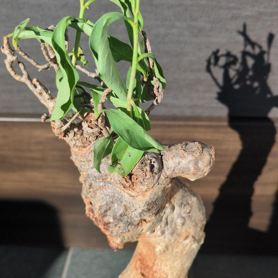 K*K様 激安セール アダンソニア ディギタ バオバブ　塊根植物　コーデックス