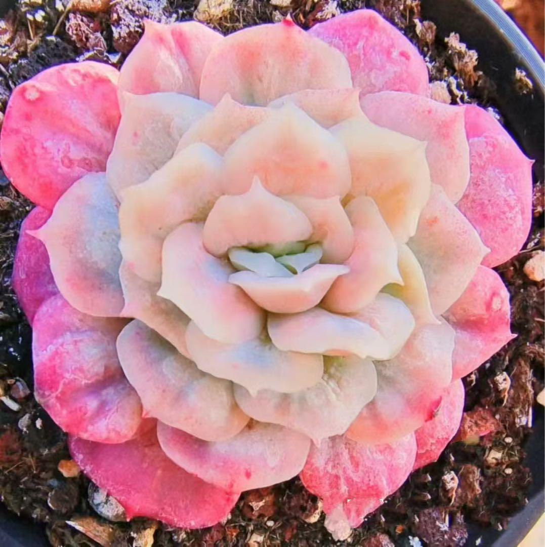 新品種　チュールスカート /Hades 多肉植物　エケベリア 写真1 2状態像