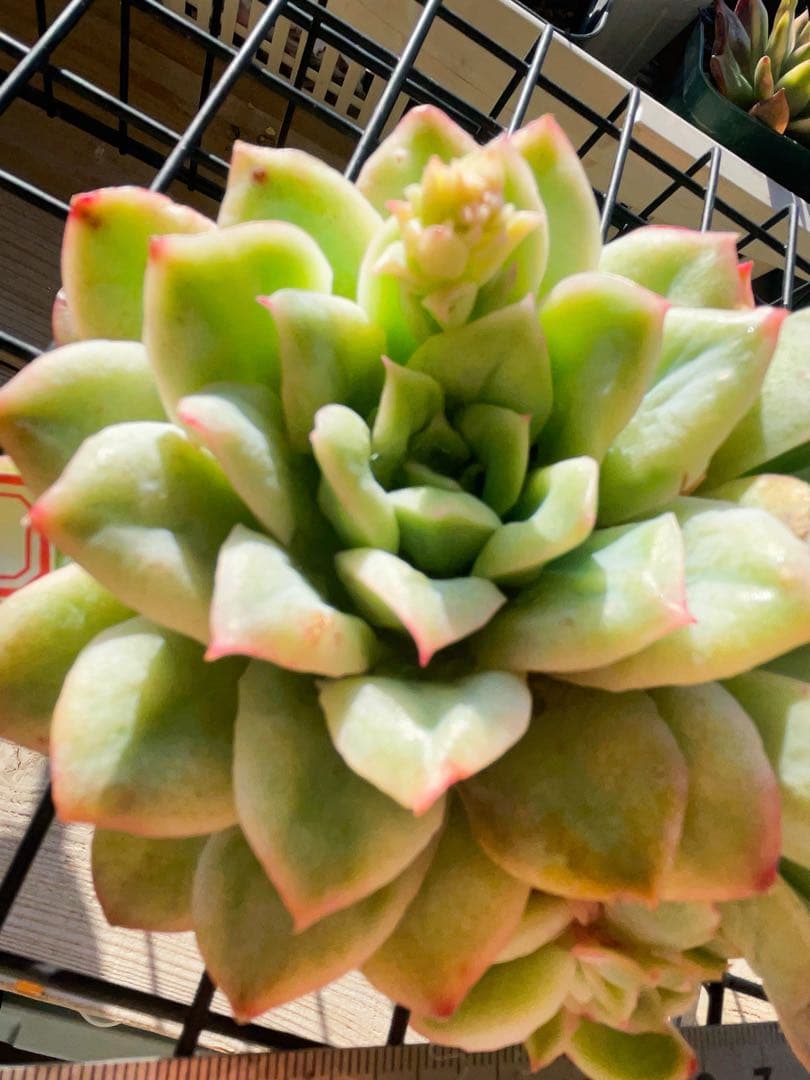 新品種　チュールスカート /Hades 多肉植物　エケベリア 写真1 2状態像