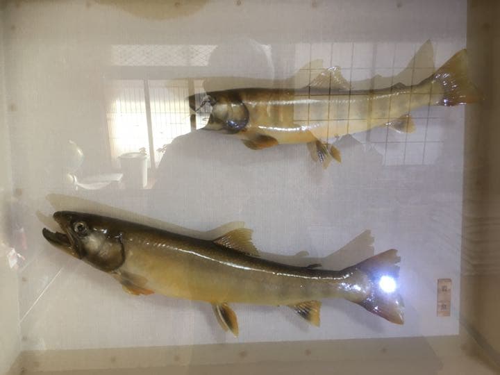 魚剥製　額　イワナ(天然) 大+小)