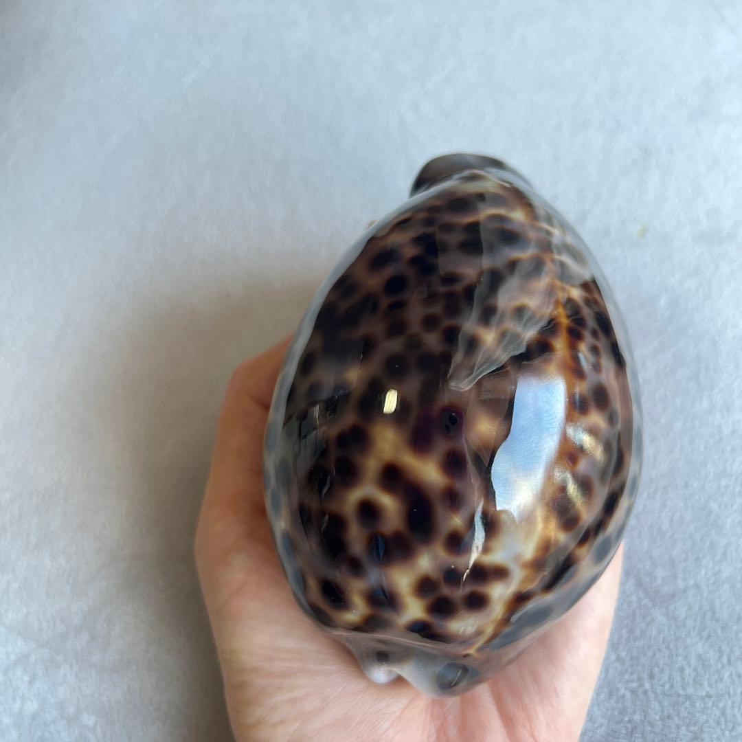 希少！美品！特大沖縄県天然星宝貝（ホシダカラ）