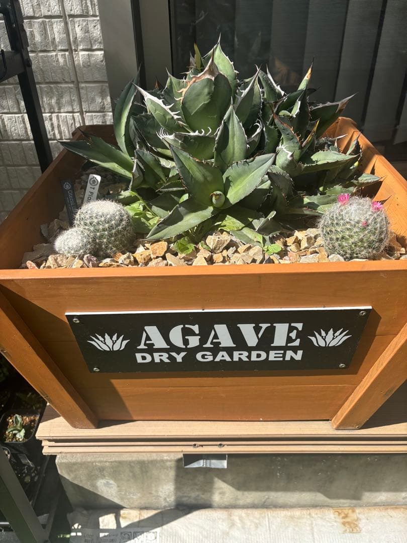 アガベ、チタノタ、オテロイ、群生！