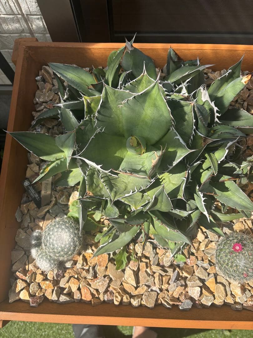 アガベ、チタノタ、オテロイ、群生！