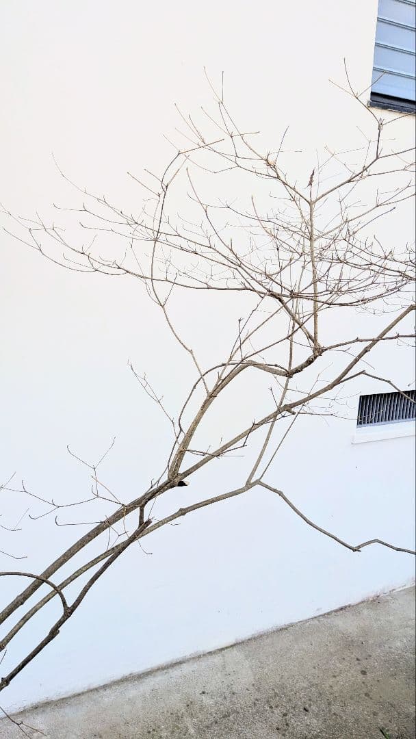 これが本物！。山採りドウダンツツジ。