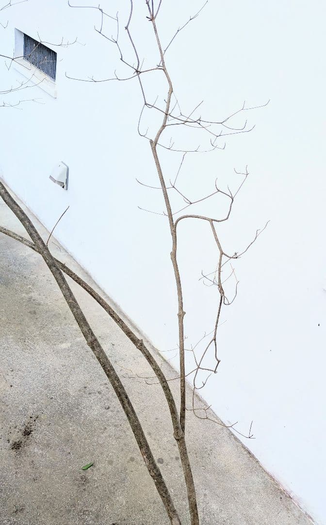 これが本物！。山採りドウダンツツジ。