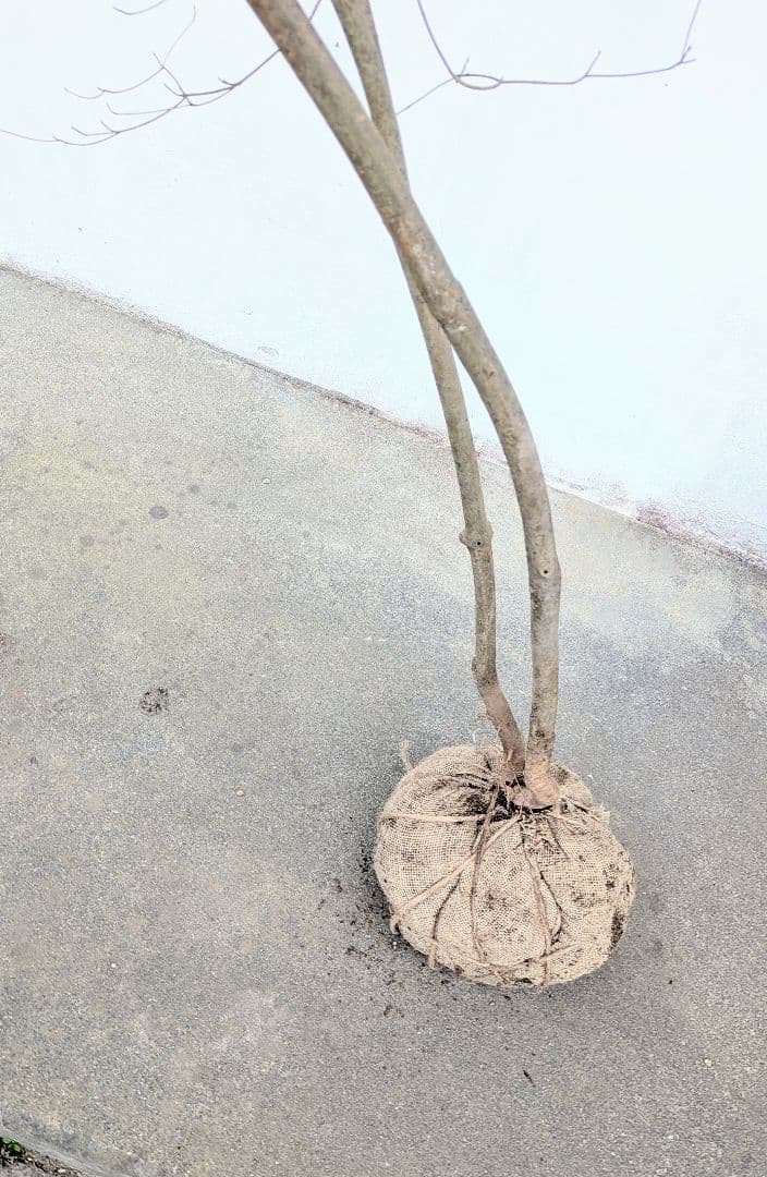 これが本物！。山採りドウダンツツジ。