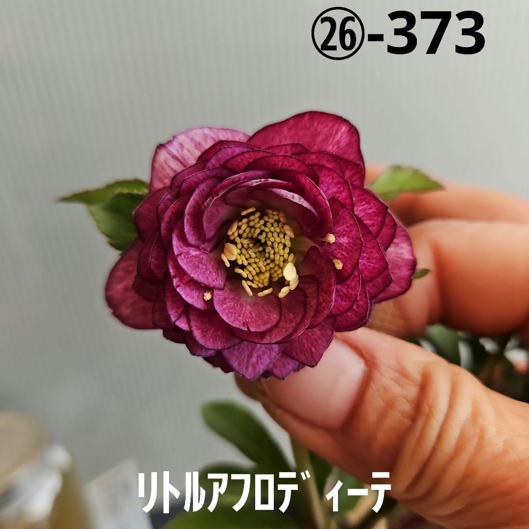 ㉖-373クリスマスローズ